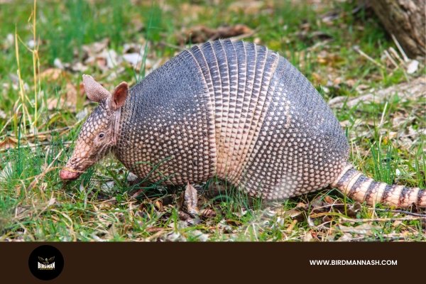 Efficient Nashville Armadillo Removal by Birdman Experts