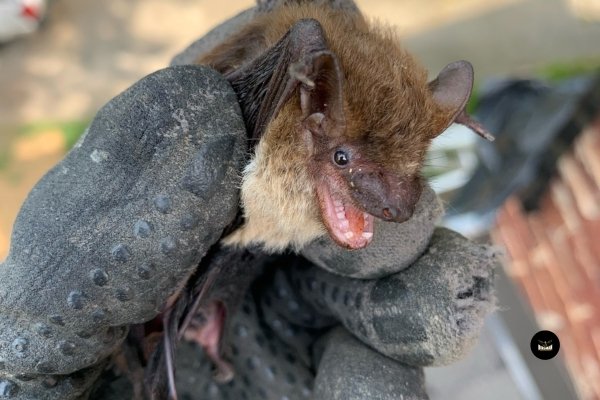 Close-up photo of a brown bat nestled in a worn leather glove. Birdman Pest and Animal Control Service: Expert bat removal and humane relocation.