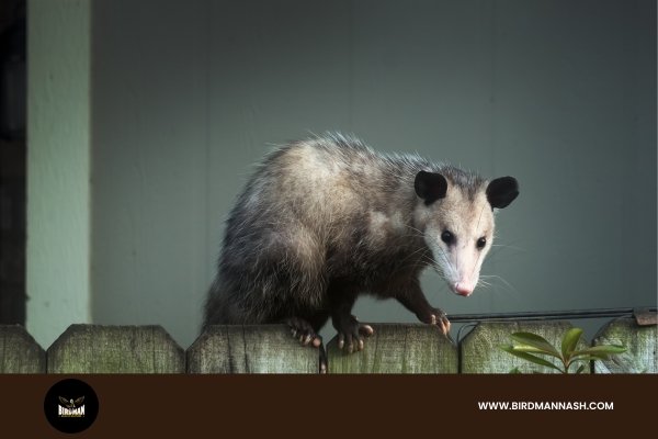 Safe Opossum Removal by Birdman Nashville Team