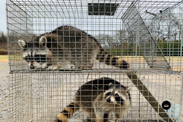 Two raccoons captured and relocated humanely by Birdman Pest and Animal Control Services.