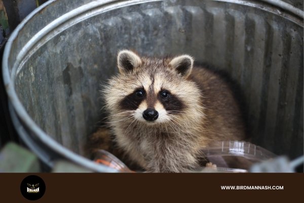 Professional Raccoon Removal by Birdman Nashville Team