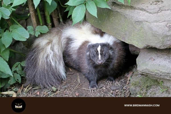 Skunk Removal by Birdman Nashville - Safe and Professional