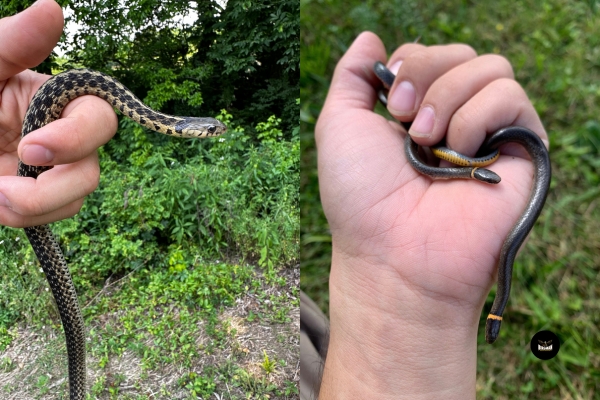 Harmless snake safely captured and relocated to a suitable habitat by Birdman Pest and Animal Control Services.