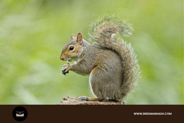 Safe and Efficient Squirrel Removal in Nashville by Birdman