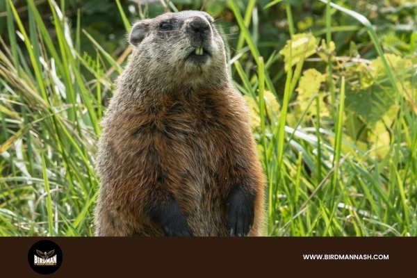 Groundhog Removal - Nashville