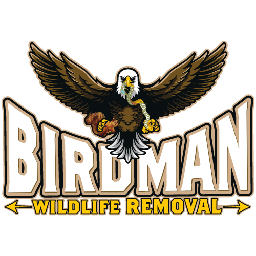 Logo featuring a stylized eagle with mid-spread wings holding a snake, above the text "BIRDMAN WILDLIFE REMOVAL" in bold, block letters.