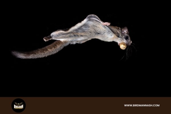 Flying Squirrel Removal by Birdman Wildlife Removal