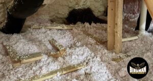 Bird nest blocking a dryer and bathroom exhaust vent in a Belle Meade, TN home, Birdman Wildlife Removal