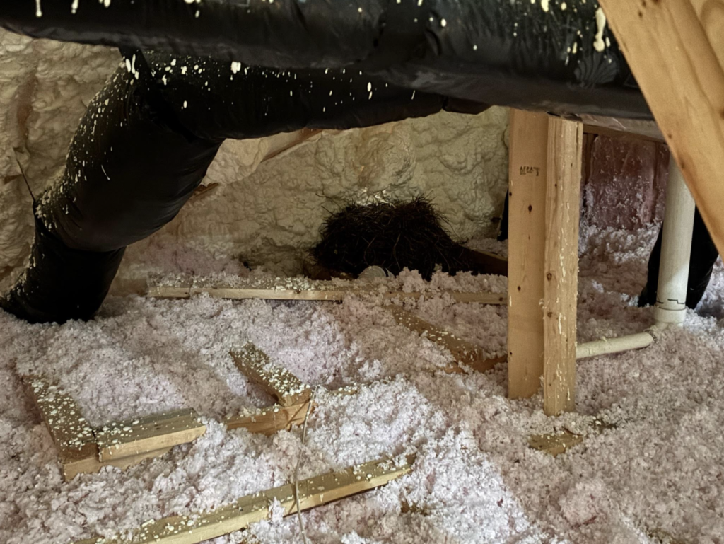 Bird nest packed into a dryer and bathroom exhaust vent opening beside HVAC ductwork in a Belle Meade, TN home, removed by Birdman Wildlife Removal