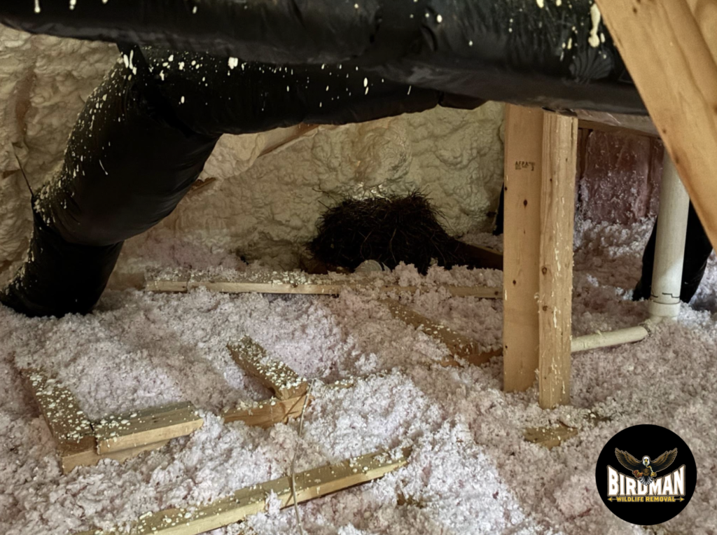 Bird nest packed into a dryer and bathroom exhaust vent, removed by Birdman Wildlife Removal