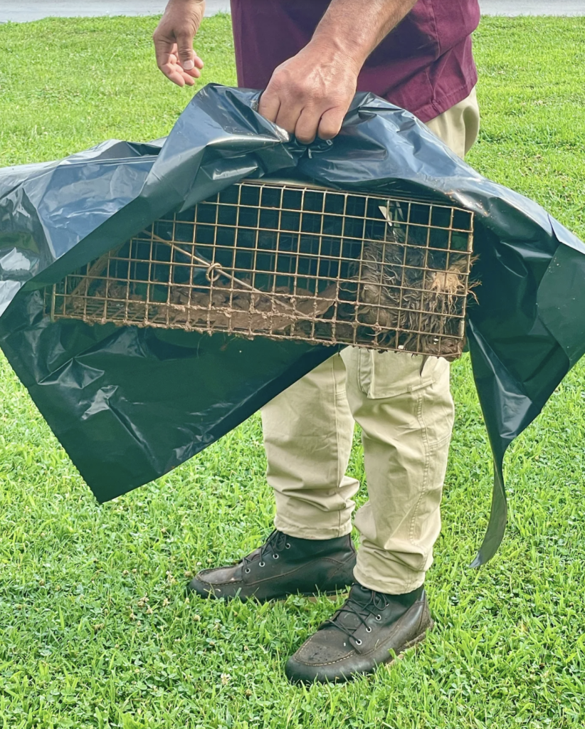 Birdman Wildlife Removal technician carrying a covered live trap with a captured skunk in a Smyrna, TN yard