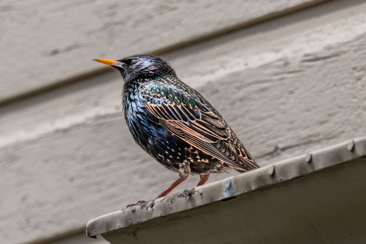 European starling perched on a house gutter, the bird most often found nesting in attics and vents