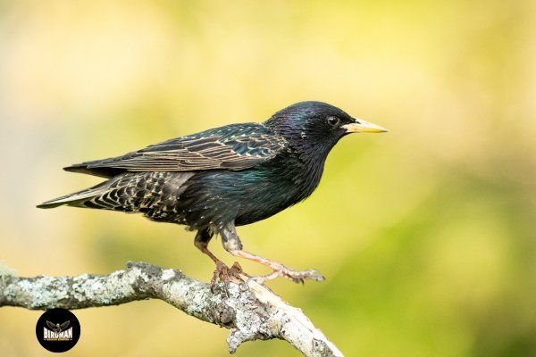 European Starling Perched on a Branch - Birdman Bird Removal Services