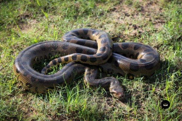 Efficient Nashville Snake Removal by Birdman Professionals