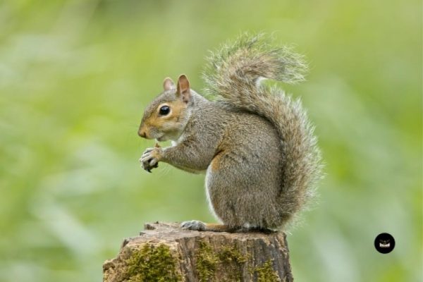 Safe and Efficient Squirrel Removal in Nashville by Birdman