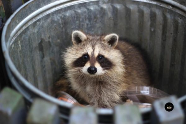 Professional Raccoon Removal by Birdman Nashville Team