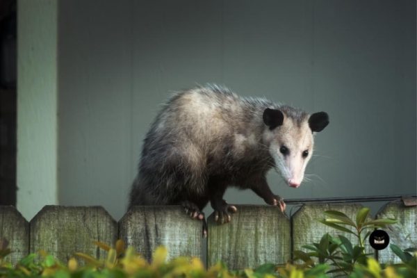 Safe Opossum Removal by Birdman Nashville Team