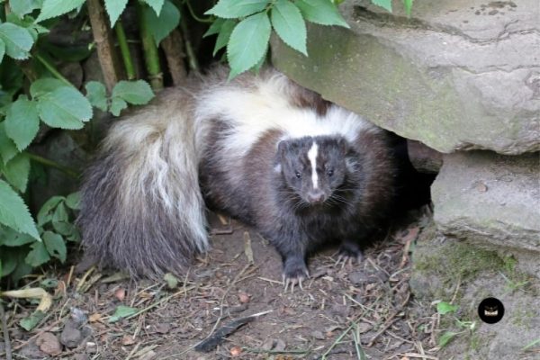 Skunk Removal by Birdman Nashville - Safe and Professional