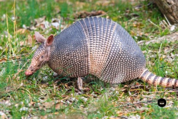 Efficient Nashville Armadillo Removal by Birdman Experts