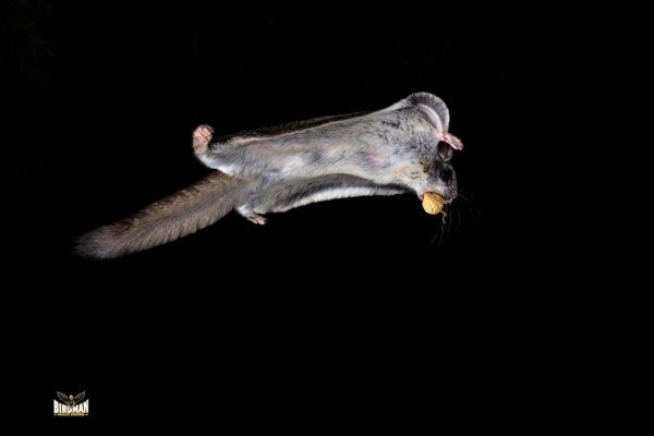 Flying Squirrel Removal by Birdman Wildlife Removal