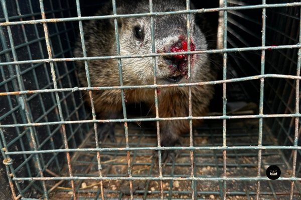 Groundhog with minor injury sits cautiously in a cage. Birdman Pest and Animal Control Service: Providing compassionate care and rehabilitation for wildlife.