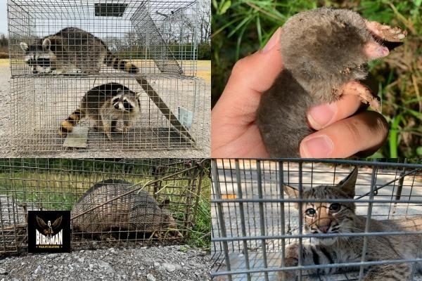 A variety of animals trapped for humane removal by Birdman Pest & Animal Control in Hermitage, TN, including raccoons, a mole, an armadillo, and a bobcat.