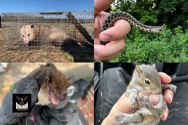 Birdman Pest & Animal Control's successful capture and care of a possum, snake, bat, and squirrel in Hermitage, TN.